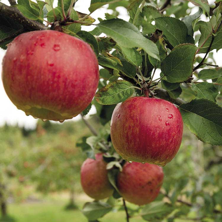 Rote knackige hängen Äpfel an einen Zweig